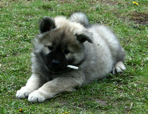 Cleo 8 veckor